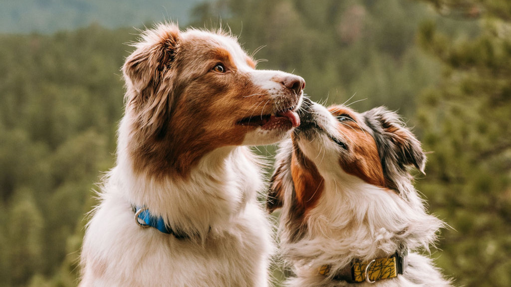 Neoprene Dog Collars Durability & Comfort for Pets