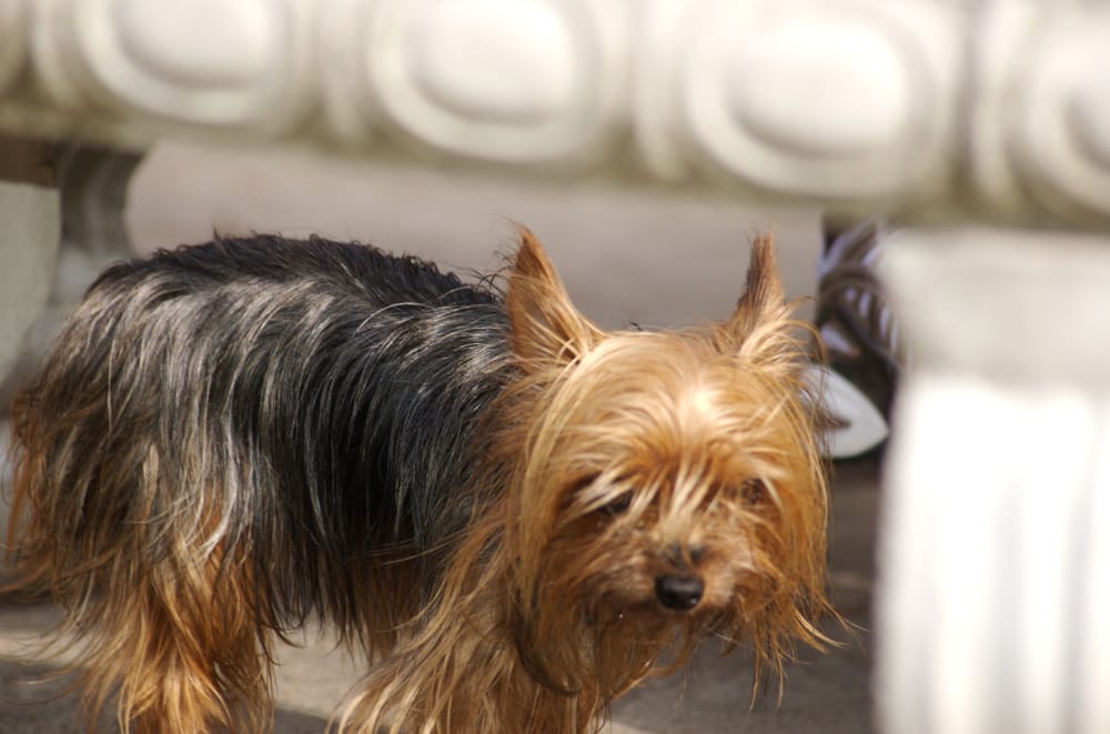 How Much Do Yorkies Cost A Complete Guide For Pet