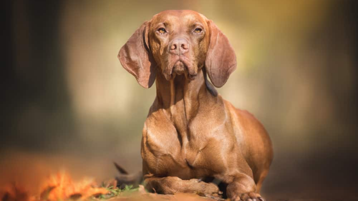 Do Vizslas Shed? Vizsla Shedding Patterns Guide