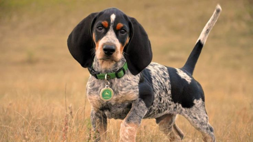 Pawsome Discovery: Do Bluetick Coonhounds Have Webbed Feet?