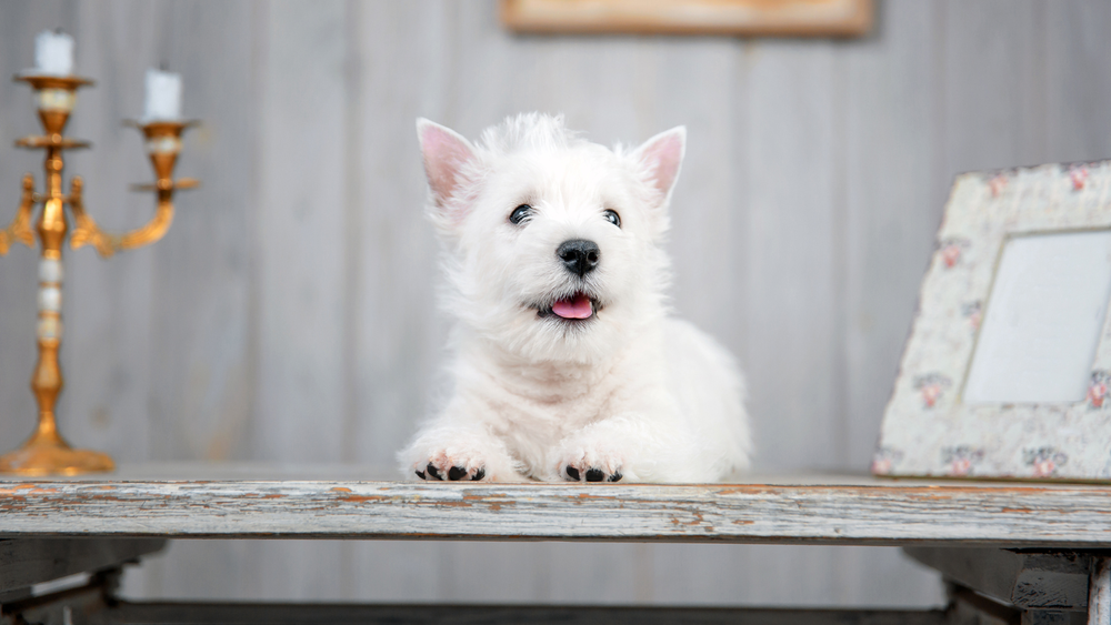 Do Westies Shed Explore Their Shedding Secrets   Do Westies Shed  1 