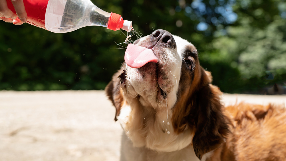 Dog Coughs After Drinking Water What You Need to Know!