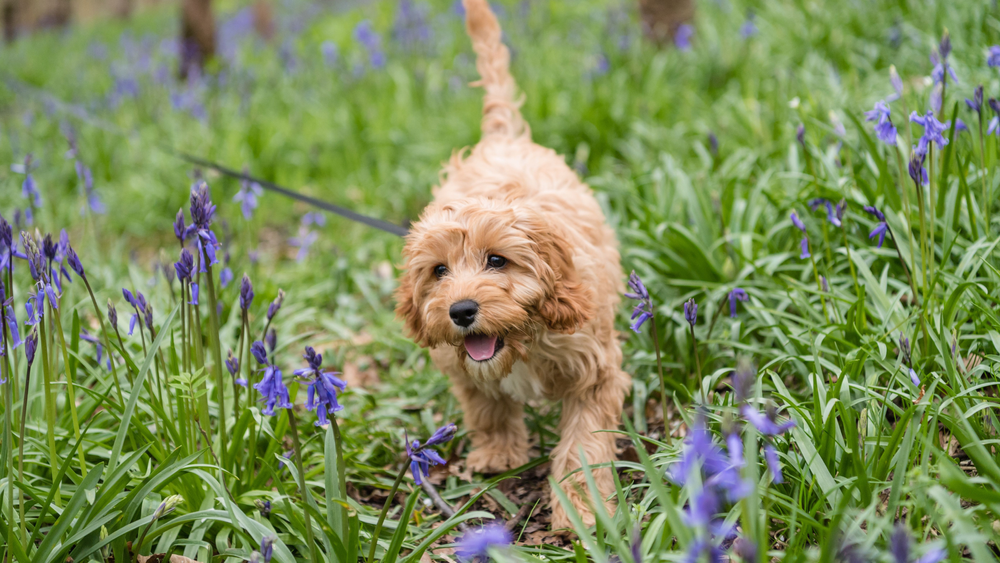 How Big is a Cavapoo Full Grown? All About Cavapoo Size