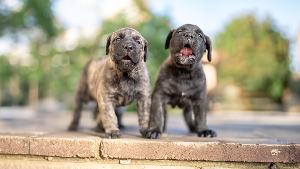 Presa Canario Puppies Cost: A Price Guide for New Owners!