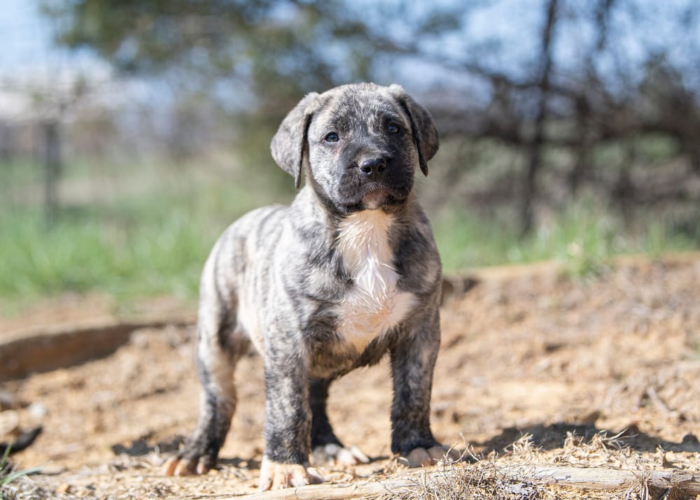 Presa Canario Puppies Cost: A Price Guide for New Owners!