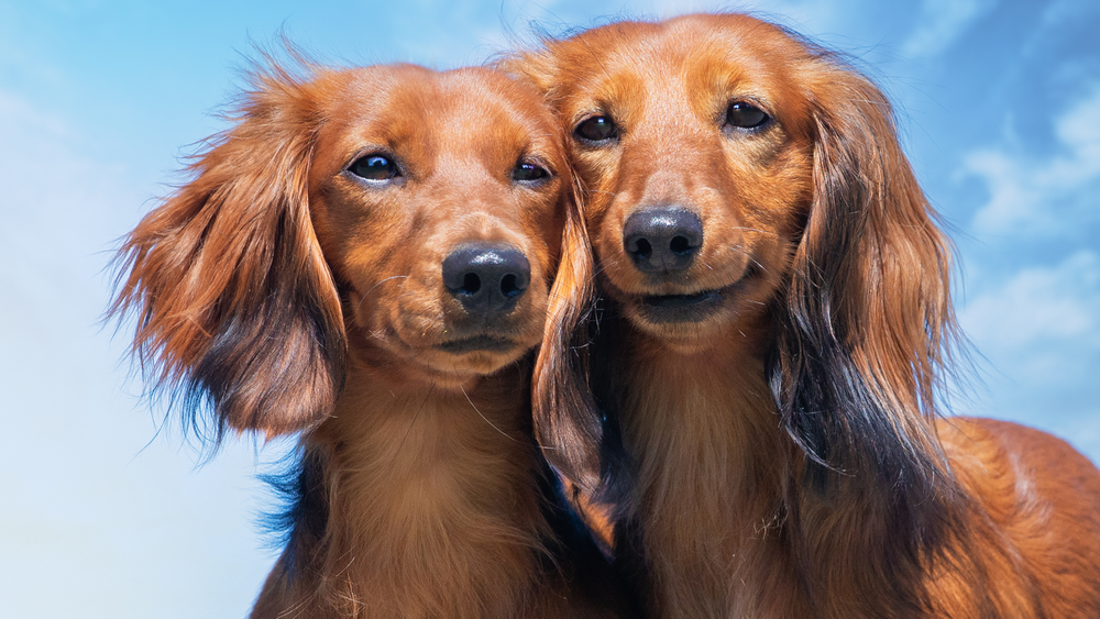 Are English Cream Dachshunds Calm? A Detailed Look