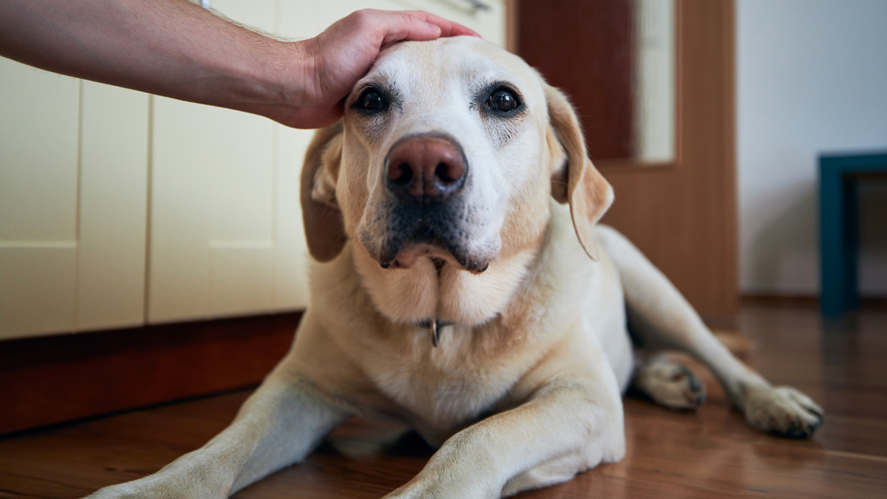 Do Dogs Shed When Stressed? Exploring the Relationship!