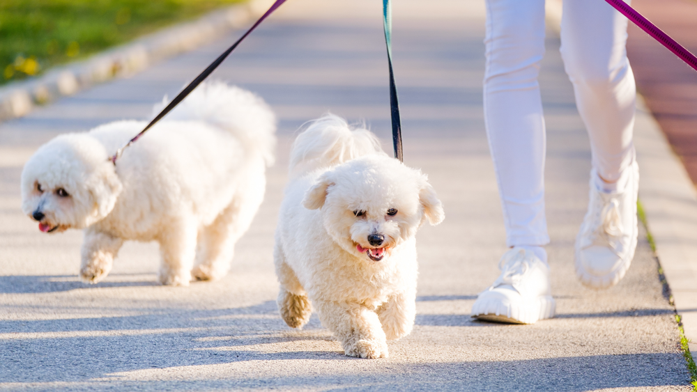 How To Walk Two Dogs at Once A Guide for Pet Owners
