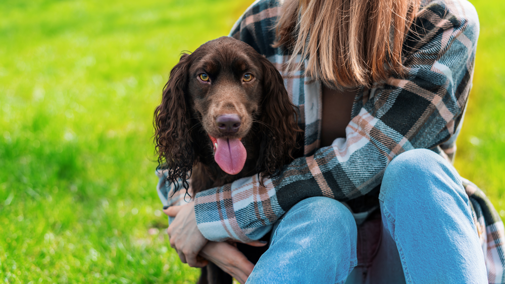 How To Groom Boykin Spaniel: Ultimate Guide