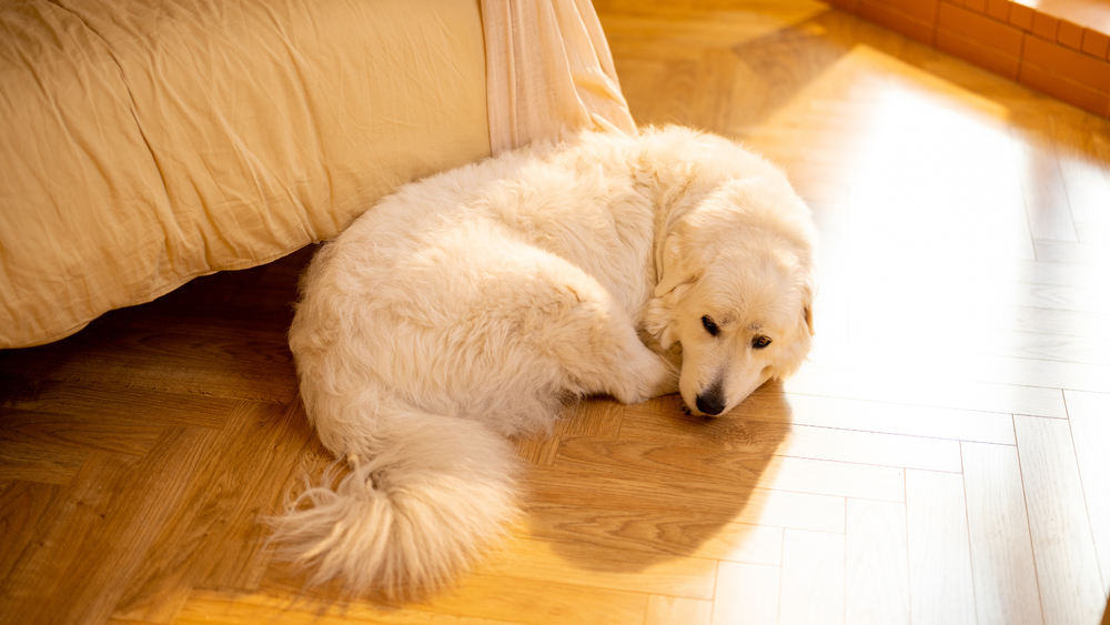 my-dog-hasn-t-pooped-in-24-hours-reasons-and-solutions