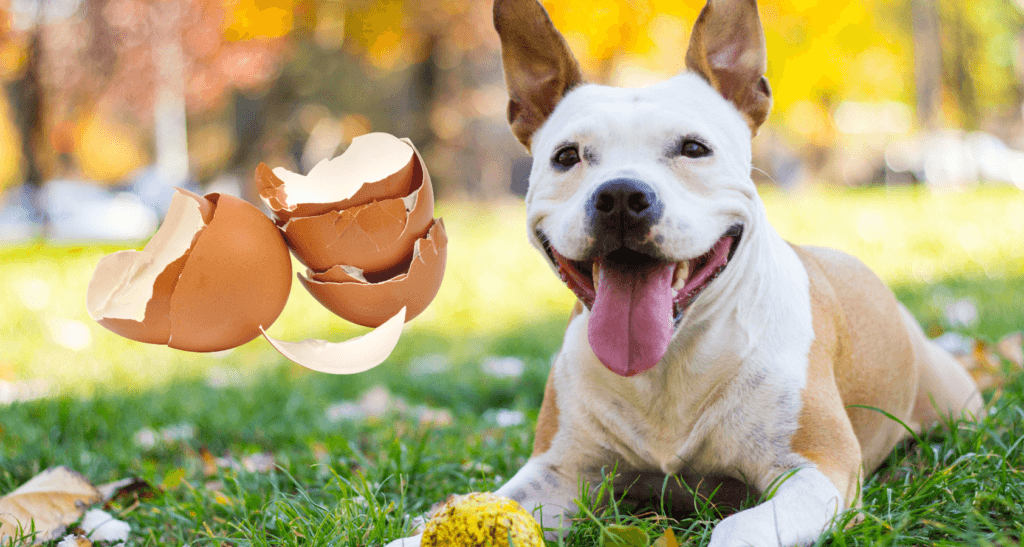Can Dogs Eat Egg Shells? A Comprehensive Guide to Feeding!