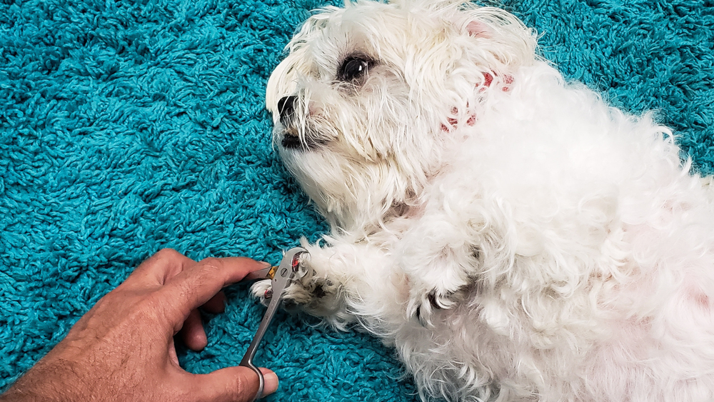Guide to Cutting Puppy Nails Safe & Effective Techniques