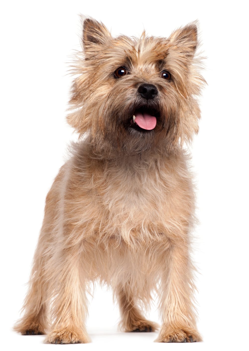 Grooming Your Norfolk Terrier with These Pro and Easy Tips