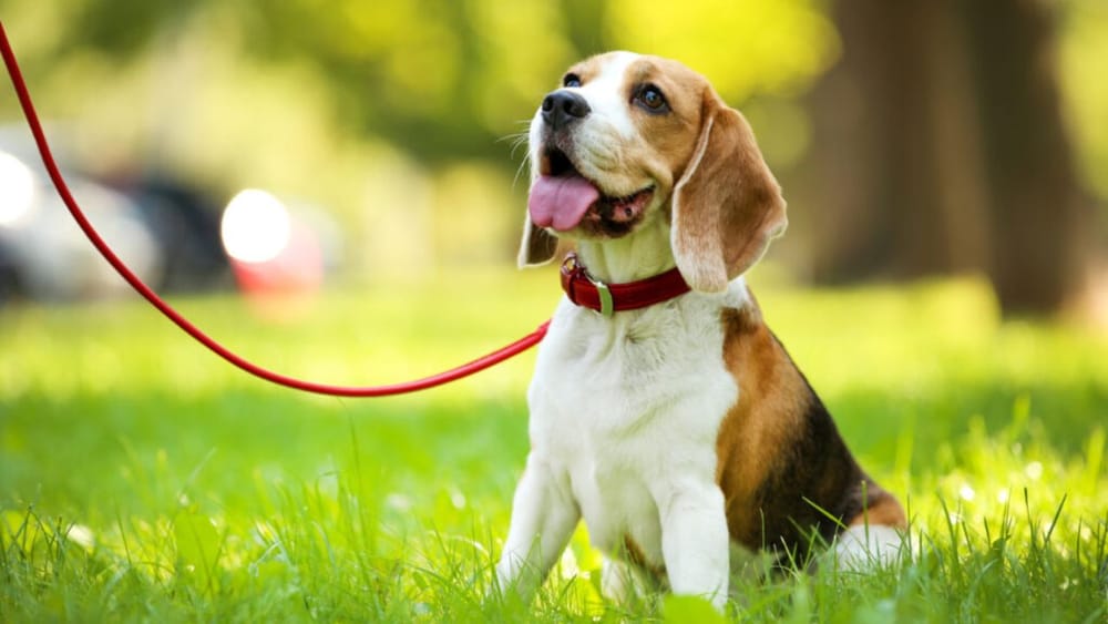 Can Male Dogs Hold Their Urine Longer Than Females?