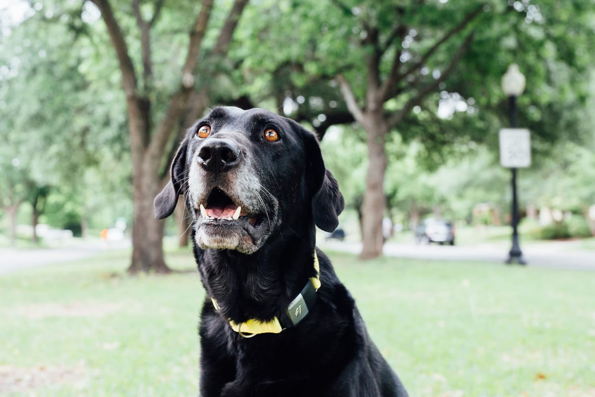 How Can I Help My Dog's Separation Anxiety? Ask Dr. Jeff