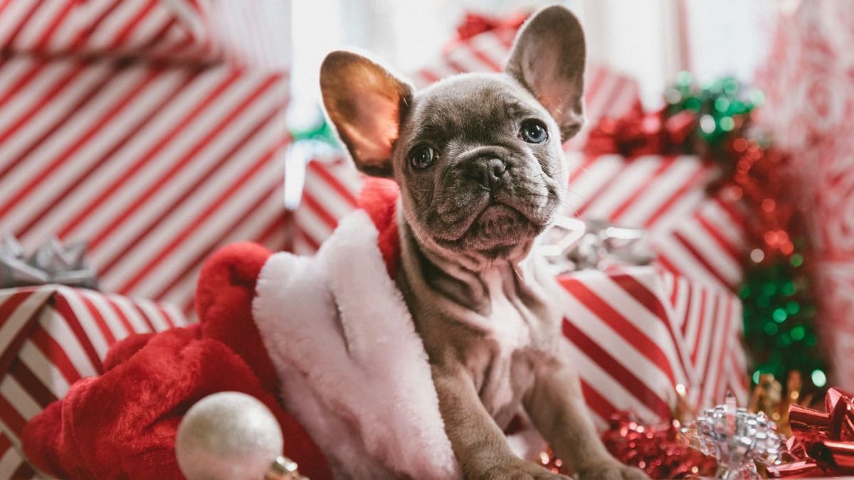 New Puppy for Christmas? Here’s What You Need to Know.