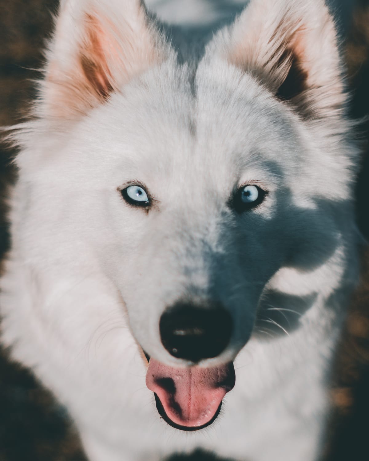 The Samoyed Husky Mix: Temperament, Size, Traits, and More!