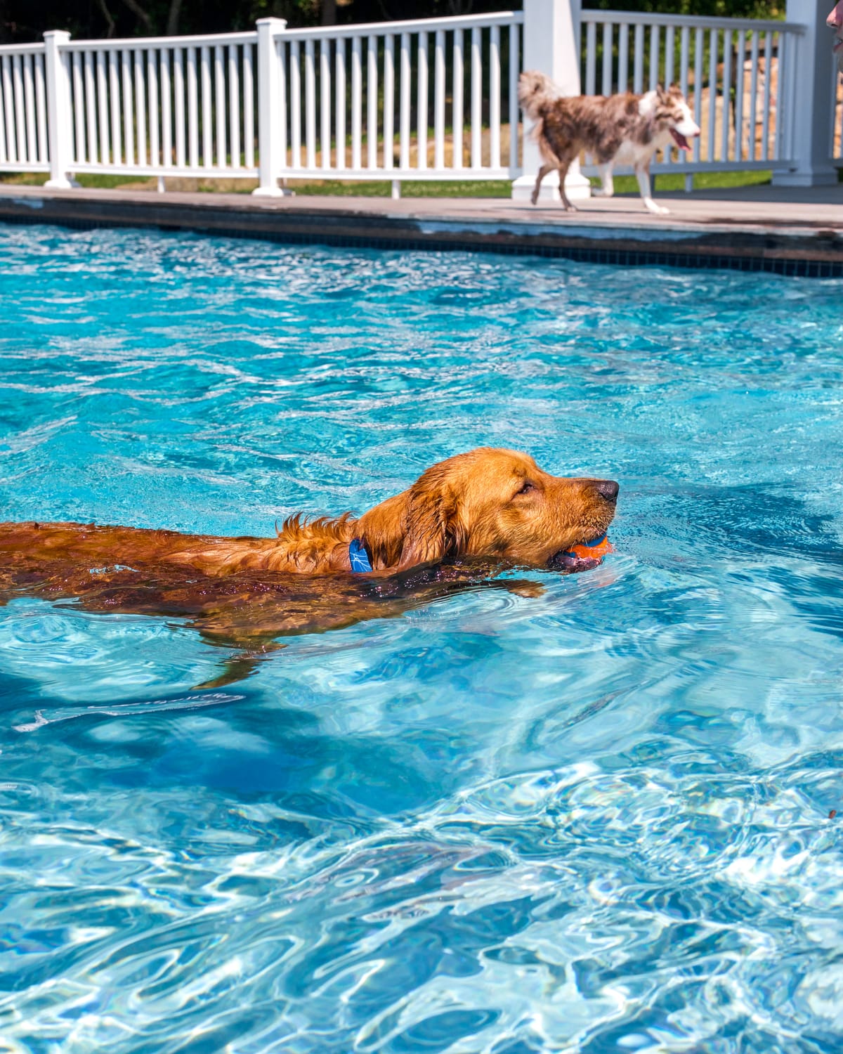 Dog Training With Or Teach Your Dog To Swim