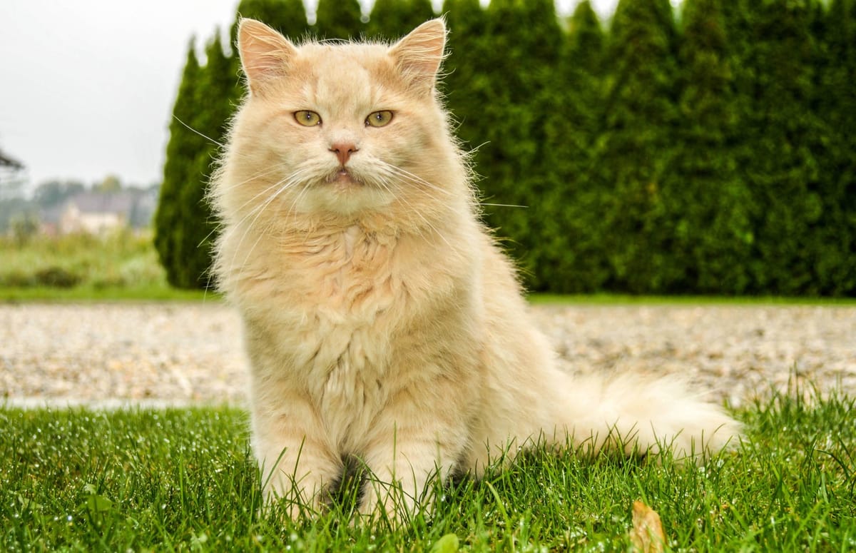 Comprehensive Guide to the Giant Maine Coon Cat Breed