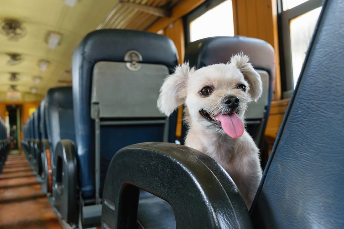 can u take dogs on a train