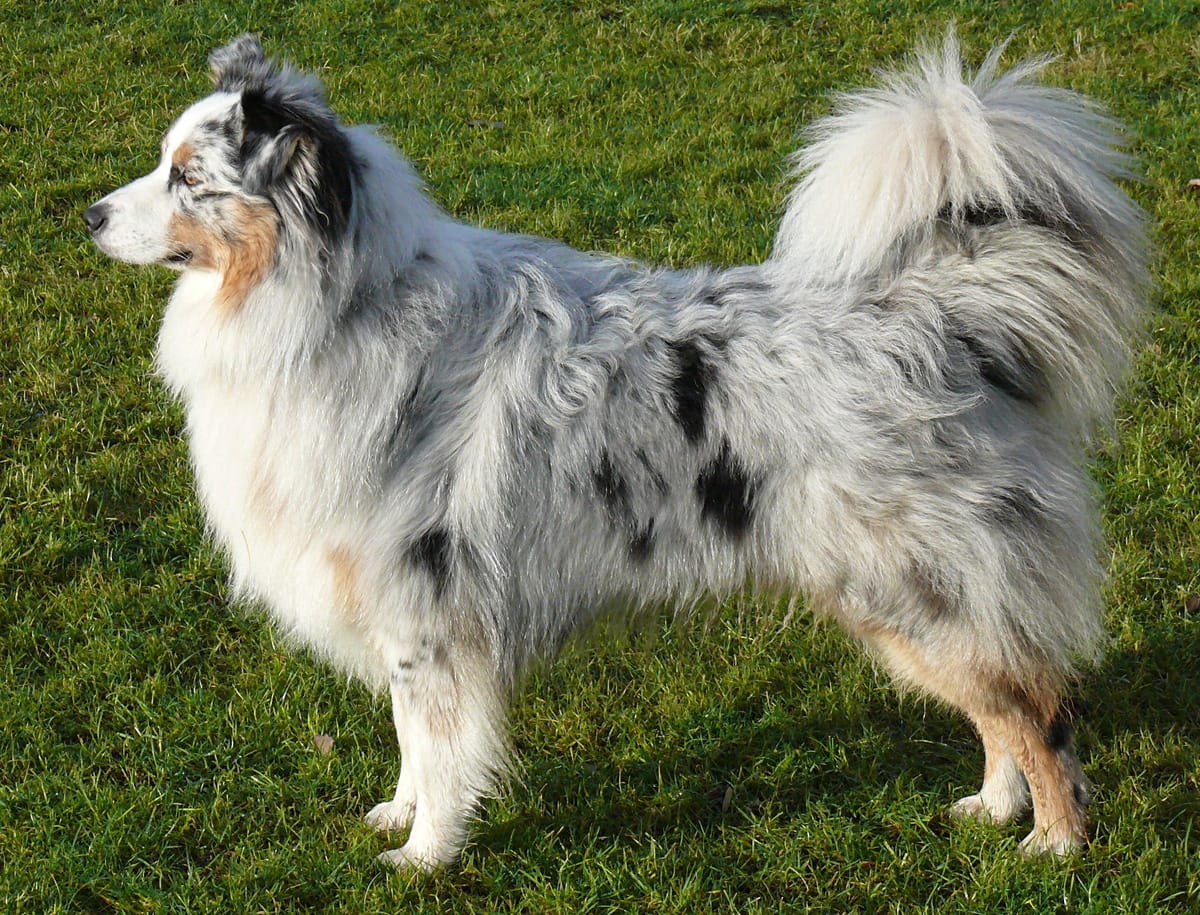 Tail Talk: Exploring the Intriguing World of Australian Shepherd Tails