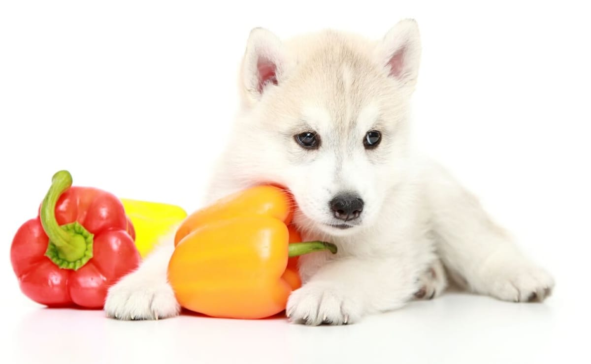 Can dogs shop eat banana peppers