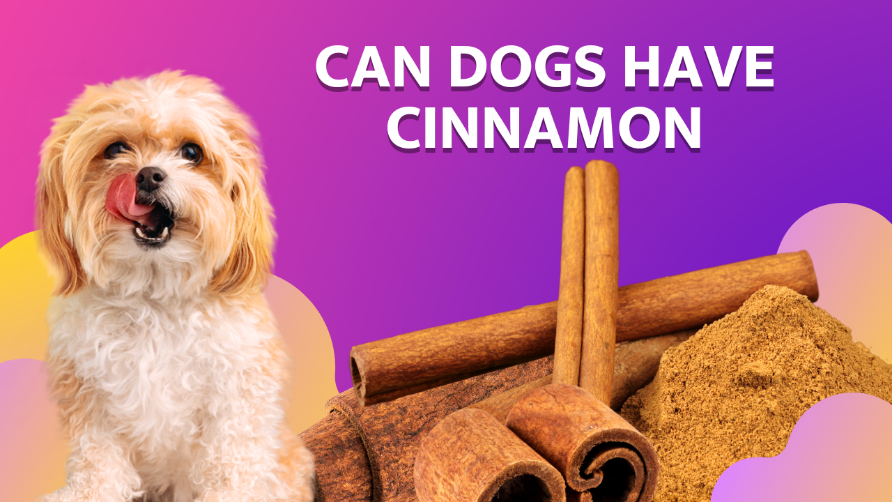 Can Dogs Spice it Up? Unveiling the Truth About Cinnamon