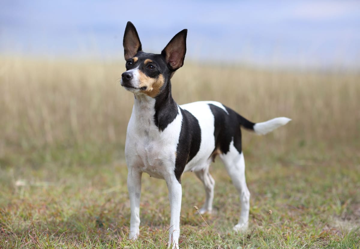 Toy fox terrier 2024 puppy for sale