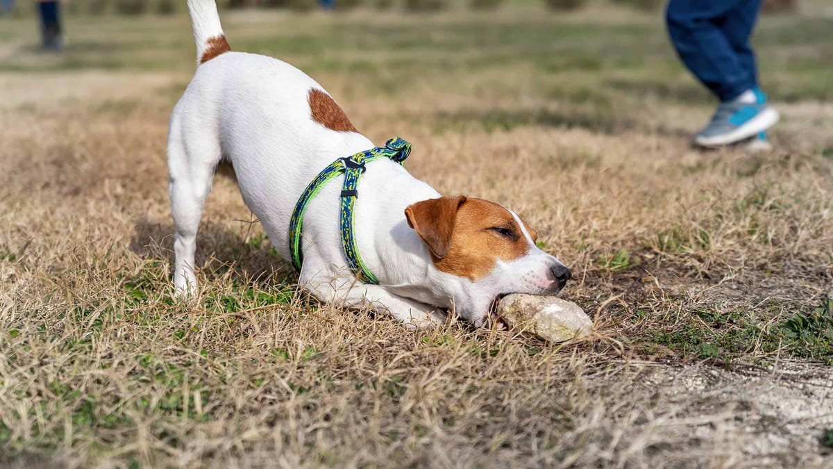 Why Do Dogs Eat Rocks? Decoding Canine Oddities