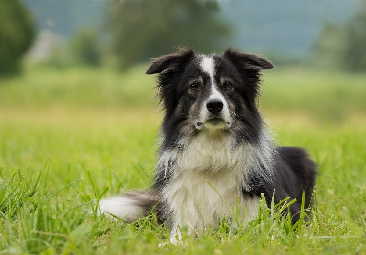 Border collie best sale frisbee training