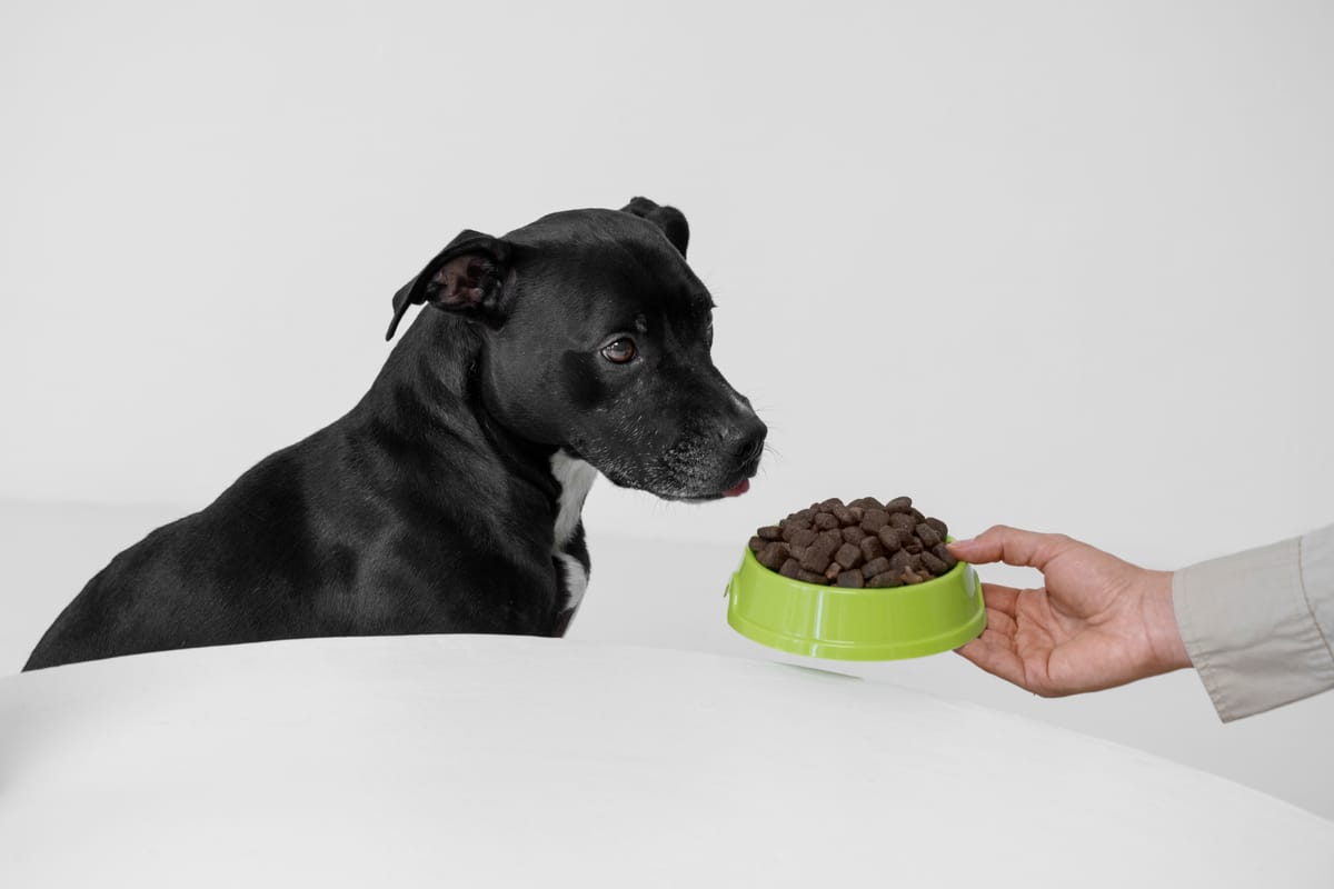 https://blog.tryfi.com/content/images/size/w1200/2023/10/best-bowls-for-small-dogs.jpg
