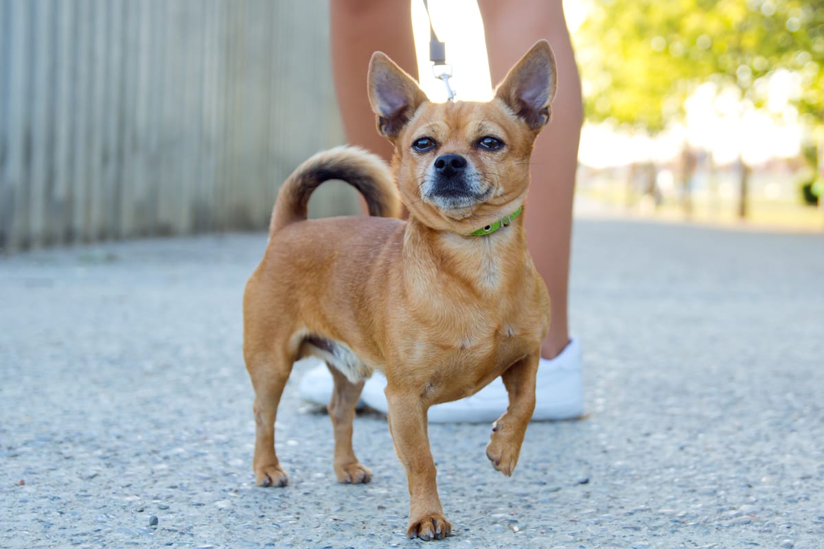 The Unique Personality of Taco Terriers: What to Expect