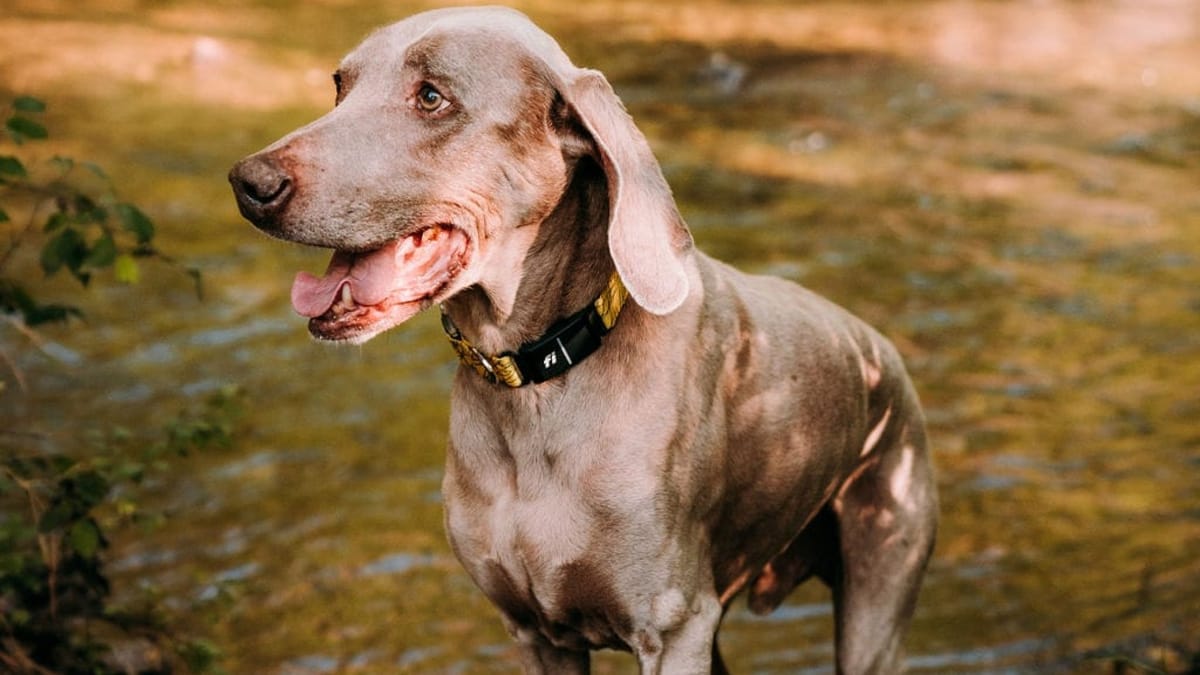 Can Weimaraners Swim Myth Vs Reality