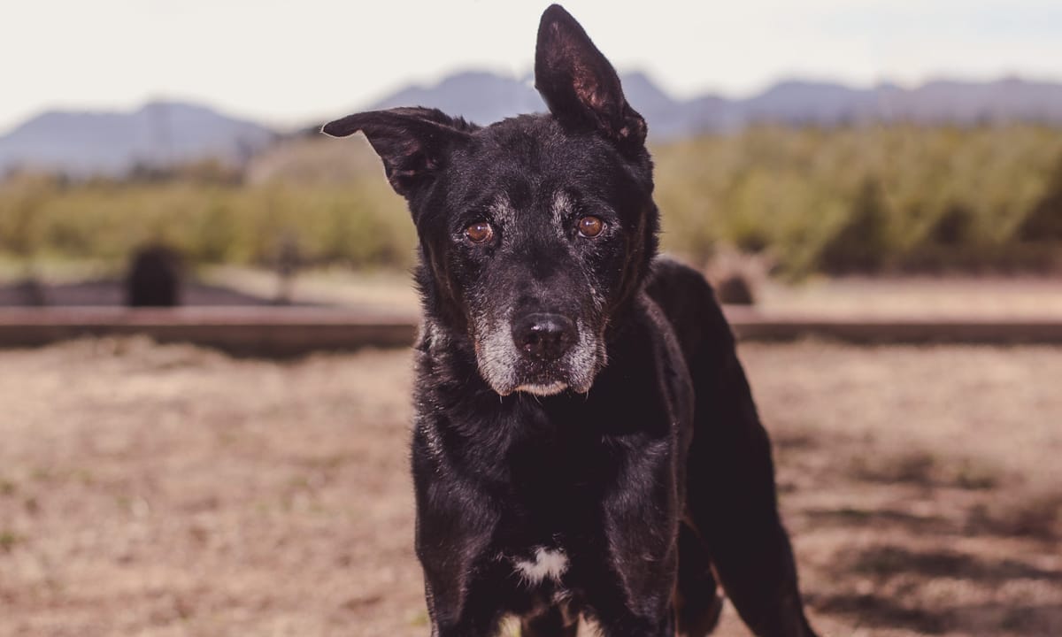 Tucson's Best DogFriendly Spots Await You!