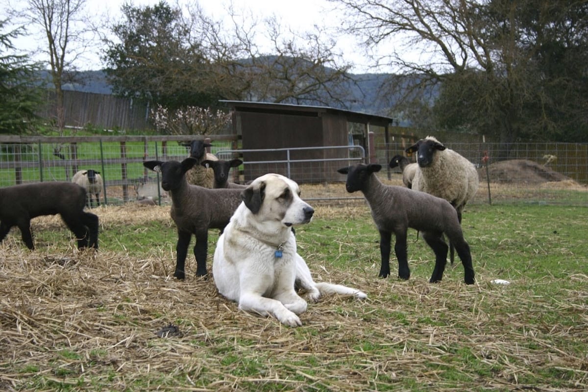 Are Anatolian Shepherds Good Guard Dogs? Explore Now!