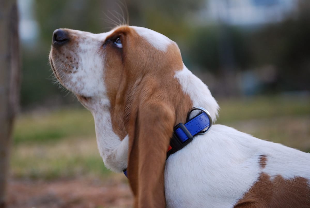 Basset hot sale hound hypoallergenic