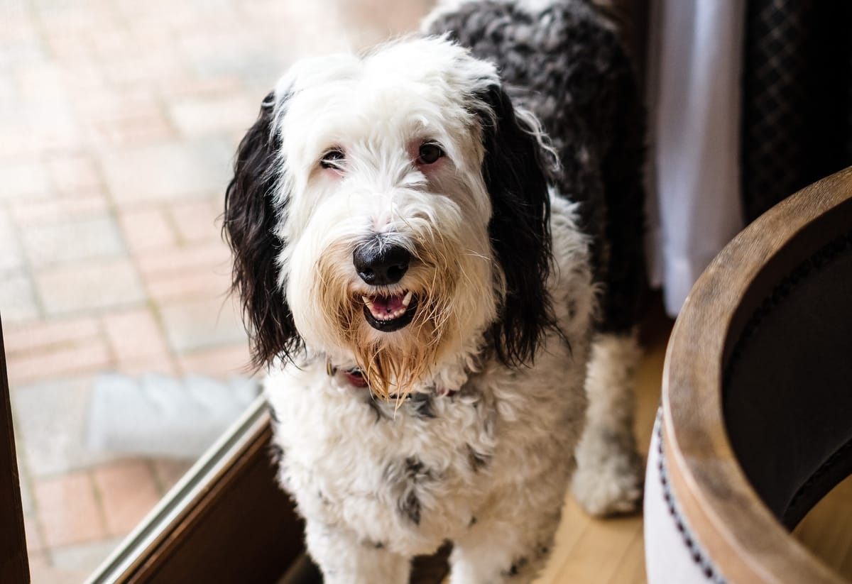 Is Your Fence High Enough for Your Dog? Find Out Now!