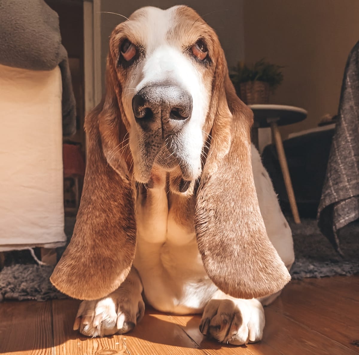 Basset Hound Top Ten Laziest Dogs Basset Hound Top 10 Lazy Dog