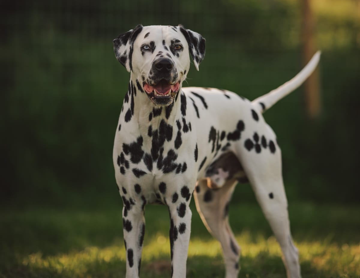 Can Dalmatians Be Left Alone? Insights Into Solo Time