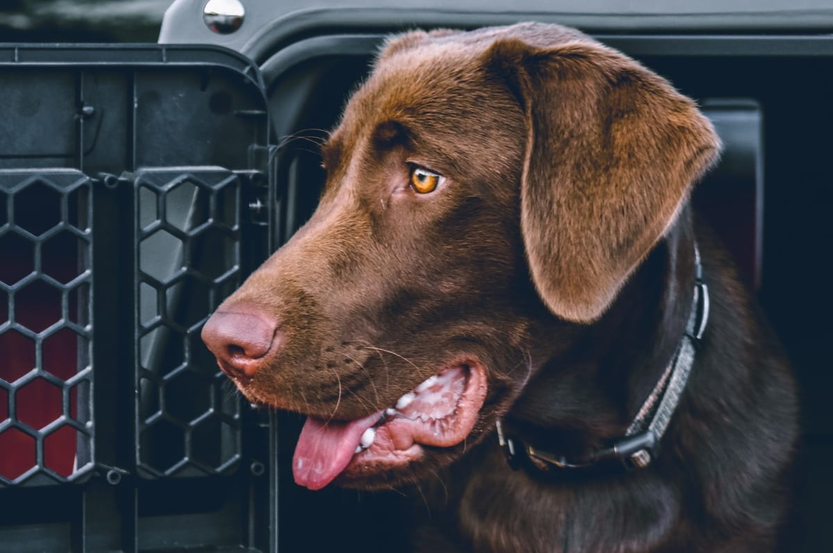 Chocolate labrador 2025 guide dog