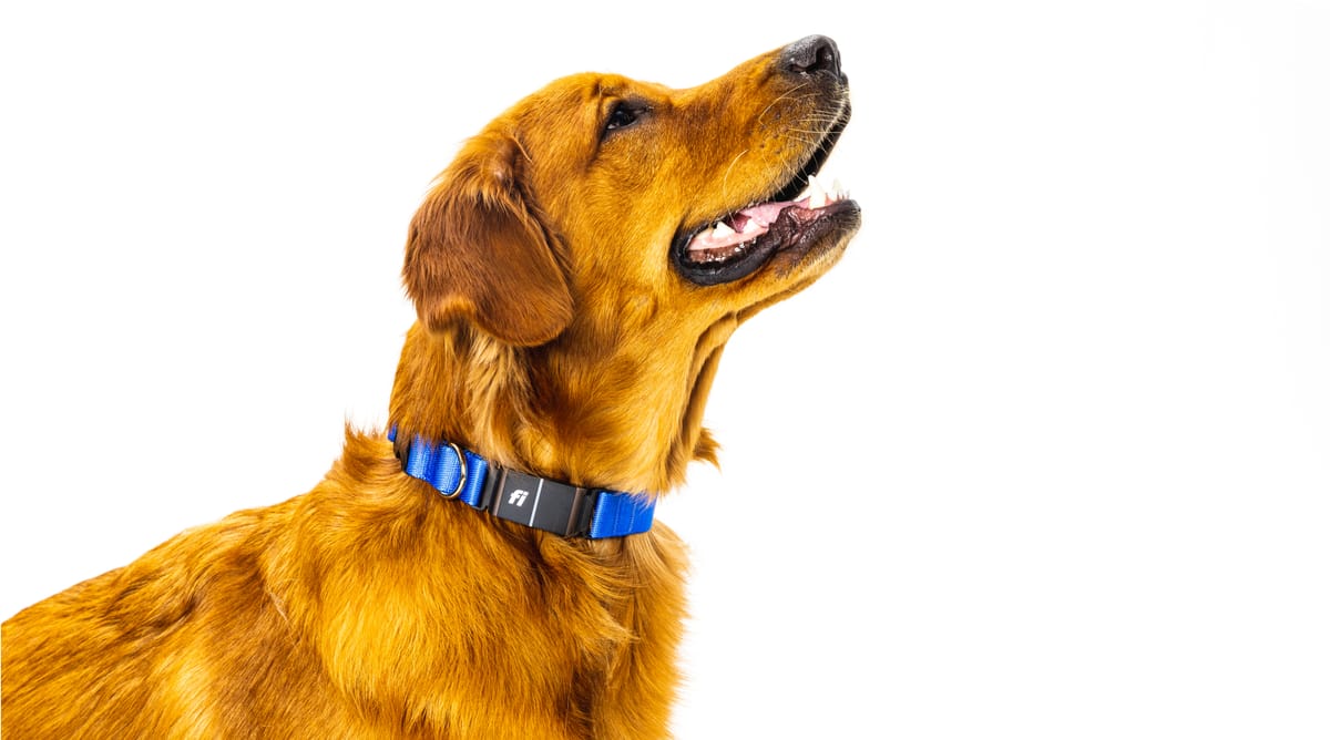 Fi vs Tractive Key Features & Performance in Dog Collars