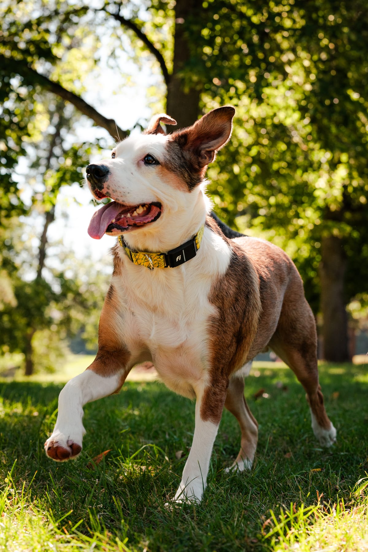 Fi vs Whistle Breaking Down the Dog Collar Technology Battle