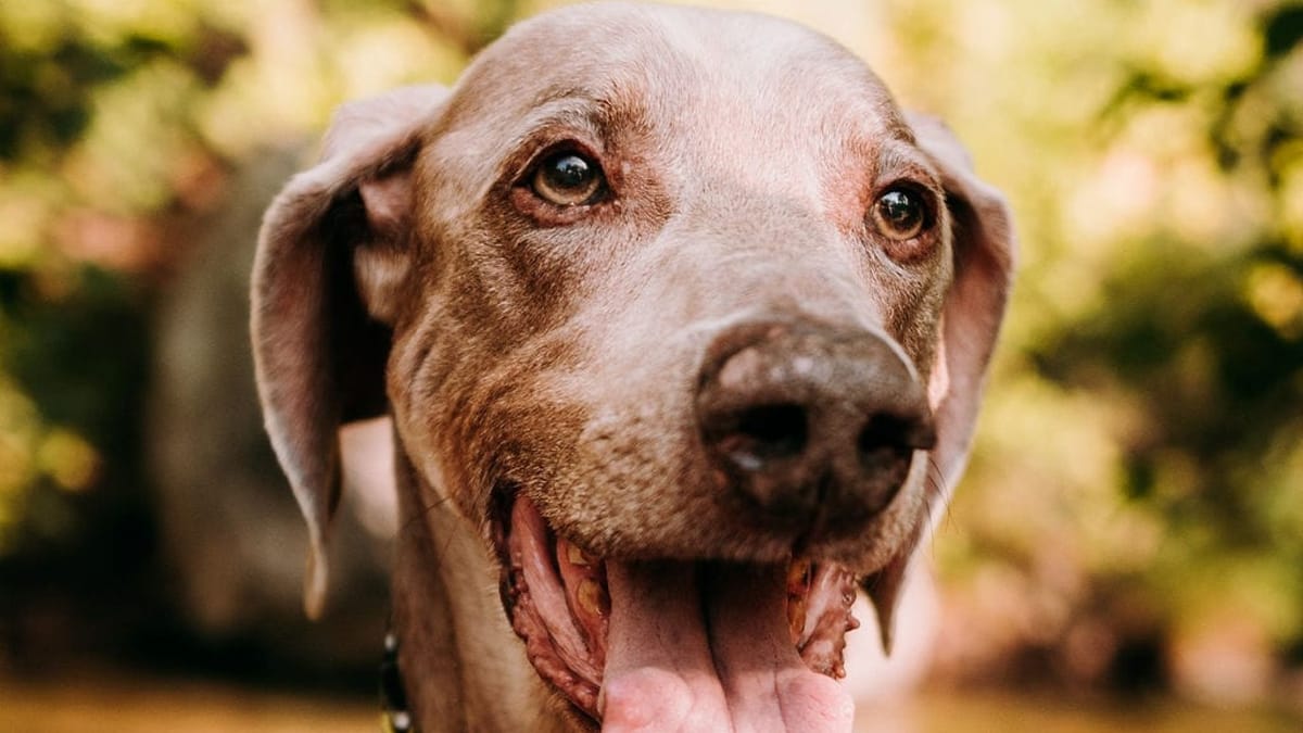 Unlocking the Potential Can Weimaraners Live in Apartments
