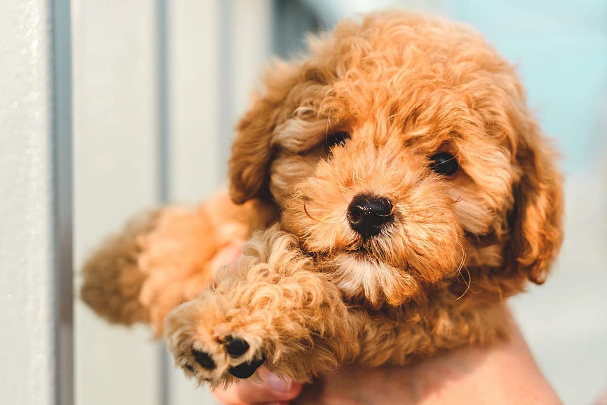 Discovering the Hypoallergenic Qualities of Toy Poodles