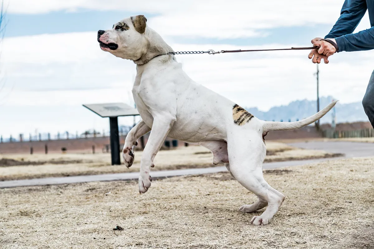 Are American Bulldogs Protective? Unleash Watchdog Within!