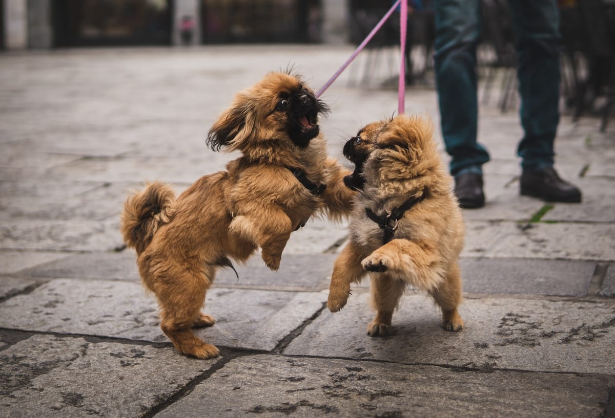 Chow chow pekingese sales mix