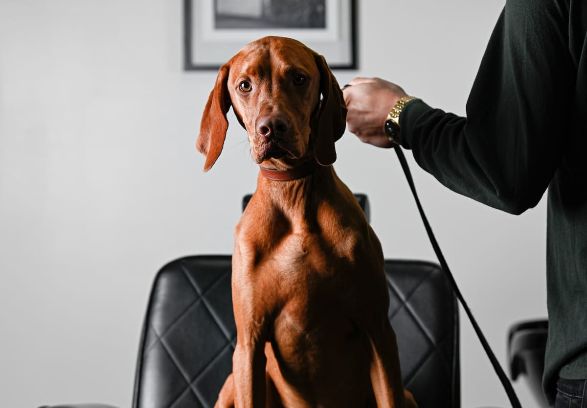 Dog Collar Metal A Durable and Stylish Option for Your Canine Companion