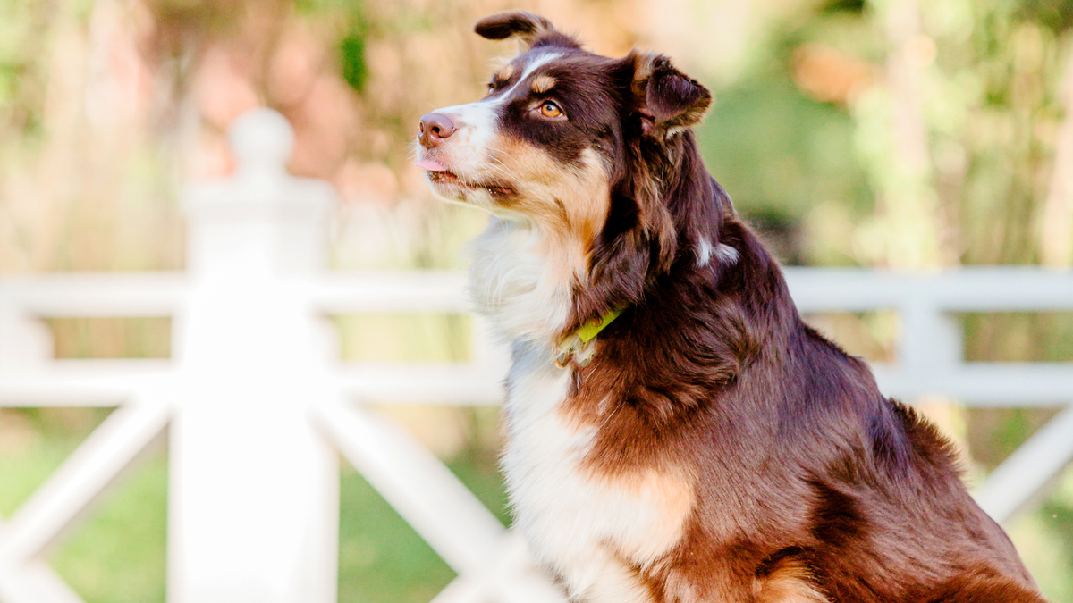 Training an Australian Shepherd to Use the Invisible Fence® Brand System 