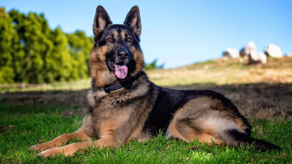 Secure Your German Shepherd with a Durable Fence Solution
