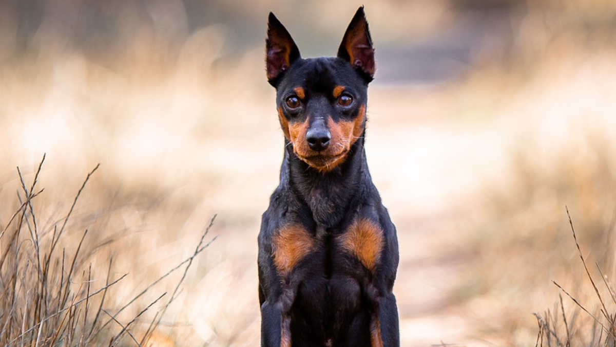 Are Miniature Pinschers Related to Chihuahuas? Dog Link